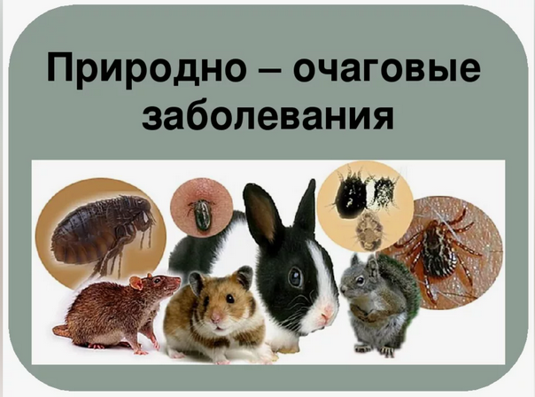 картинка прородно очаговые инфекции 1